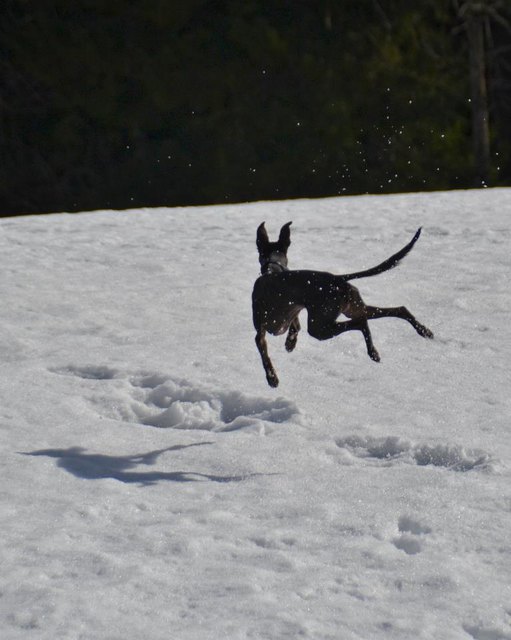 Mein Whippet kann nicht nur schnell laufen, sondern auch fliegen!