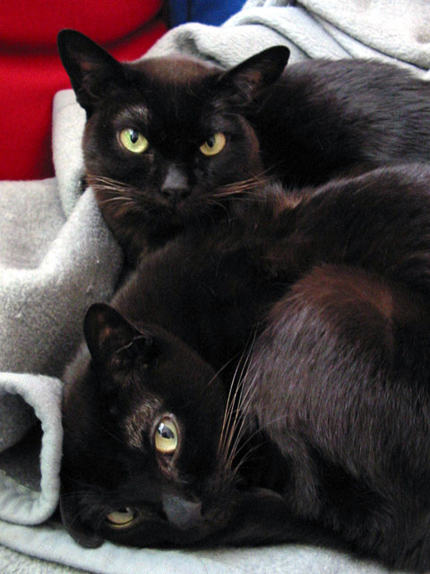 Tiffany&Titania
