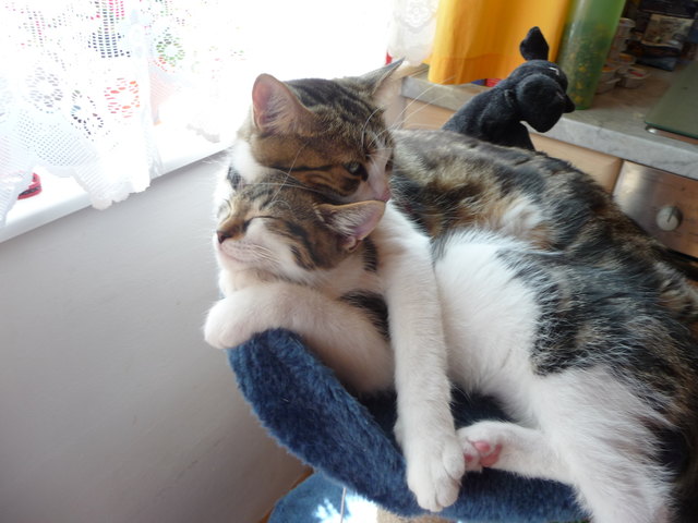 Mama du erdrückst mich mit deiner Liebe