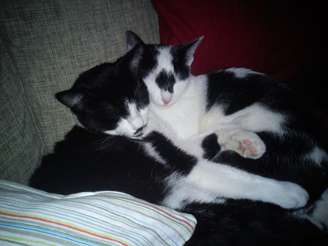 Katzis beim Kuscheln