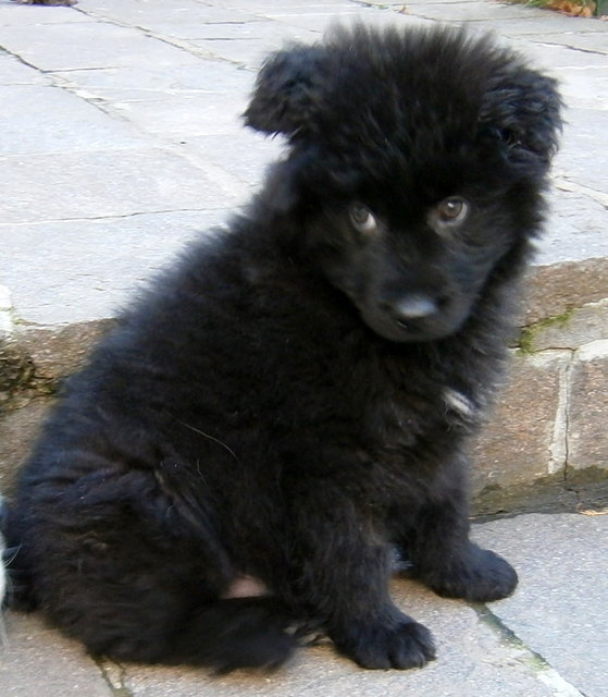 Norbert
