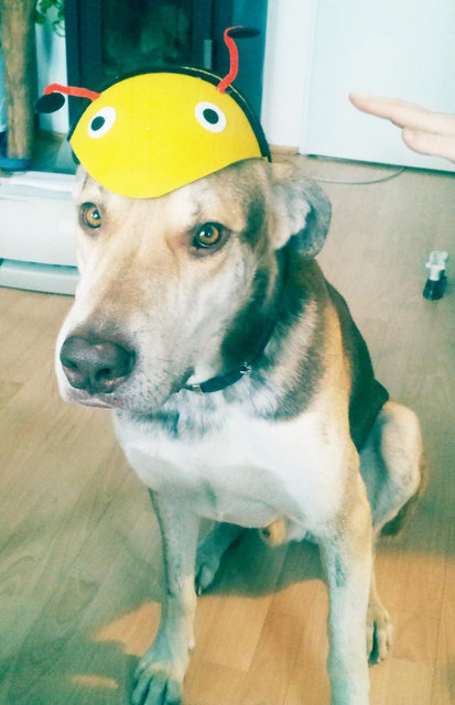 hundebiene