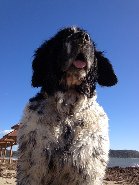 Hera am Meer