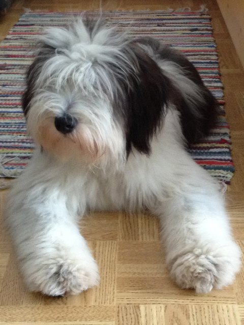 Balthasar beim Relaxen