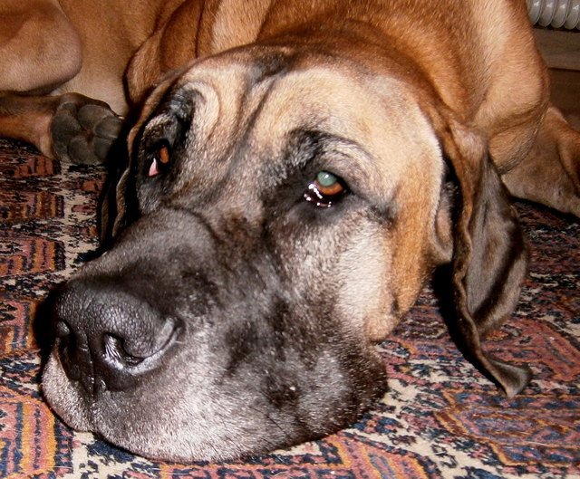Trudi