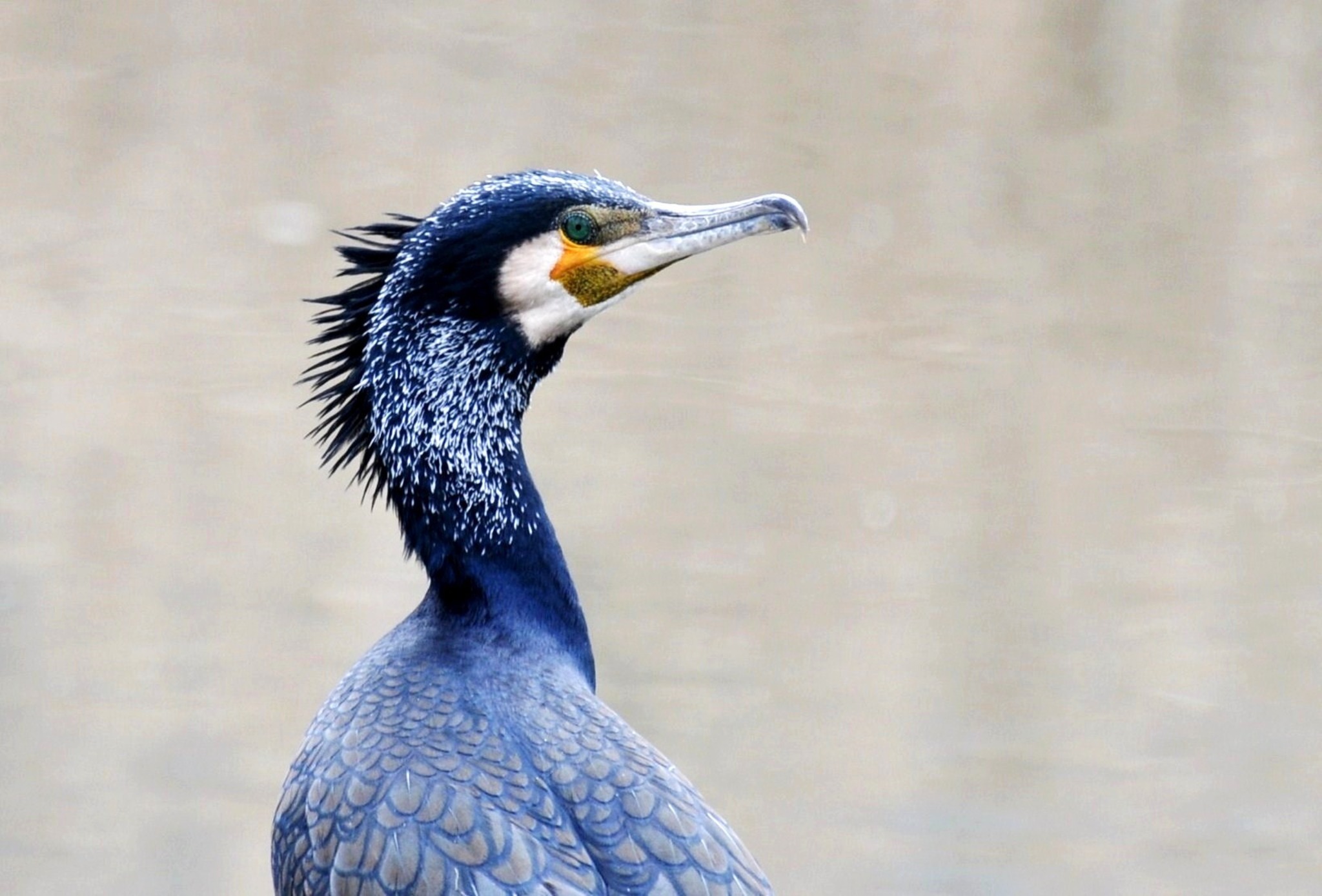 Kormorane /Phalacrocorax carbo/ Donaustadt