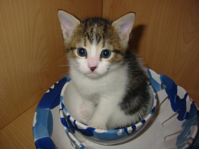 Ich will diese als meine Futterschüssel. Das beste ist gerade gut genug für mich.