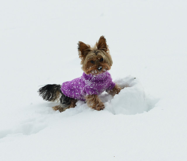 Verspielte Baffy im Schnee
