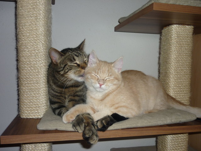 Echte Katzenliebe!
