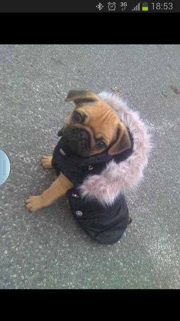 Brutus