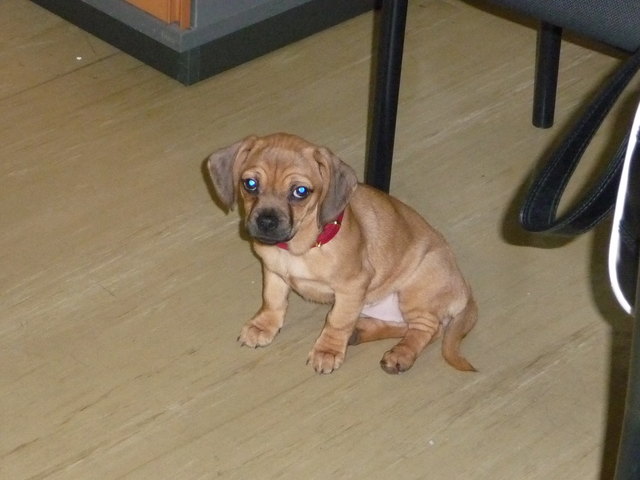 Meine süße Mops - Dackel Hündin Lilly