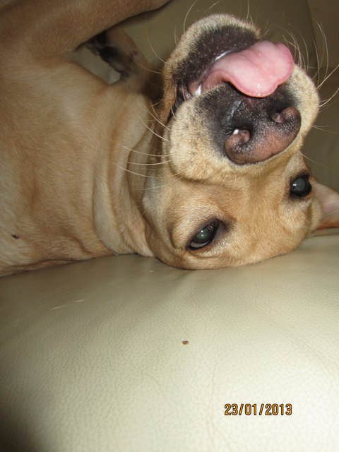 Labrador- Bianka ( 8 Monate ).