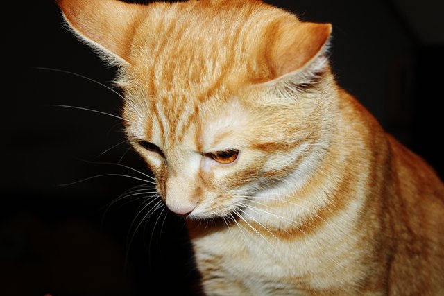 Sir Harvey