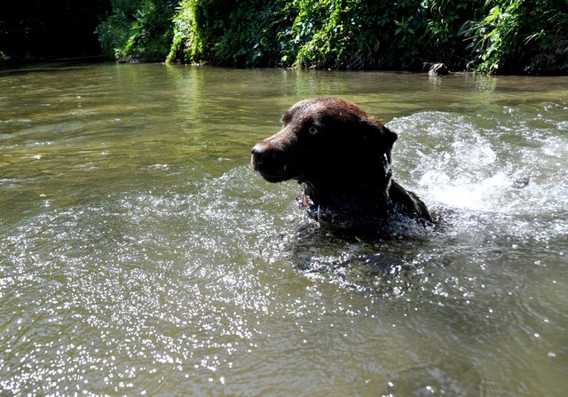 Labradordame Nala bei ihrem täglichen Sommerbad
