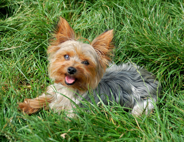 Unser Herzchen Baffy