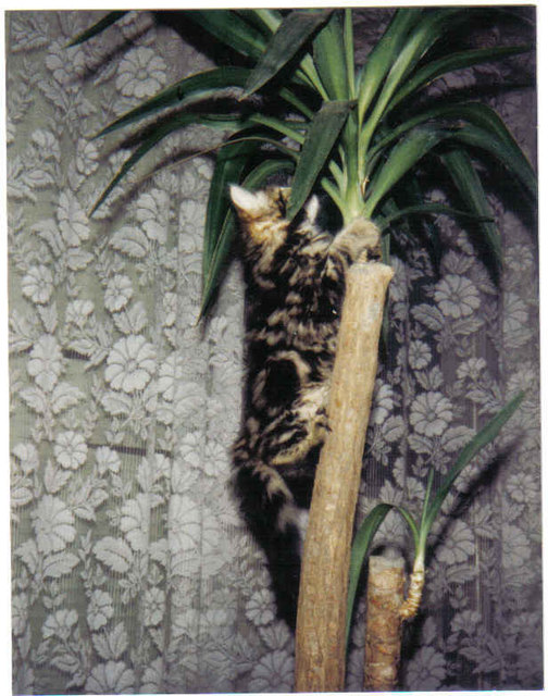 solimann, die mutigste kleine katze der welt