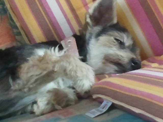 mischu