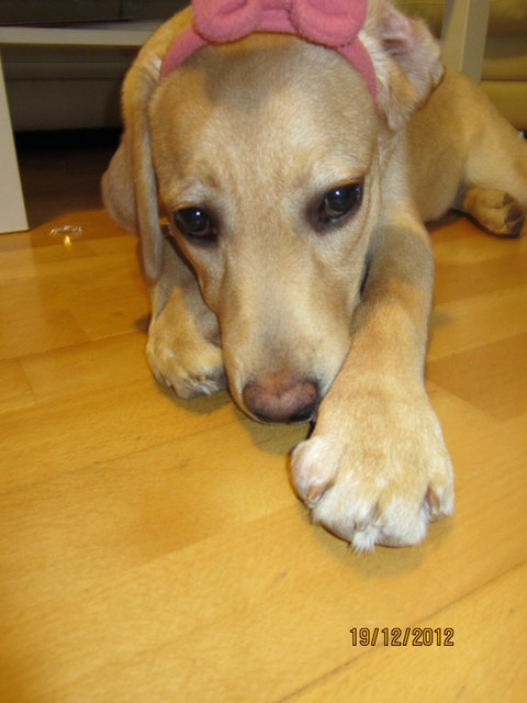 Unsere Labrador Bianka.