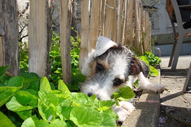 Definitiv der süßeste Hund Wiens --> mein Felix!!