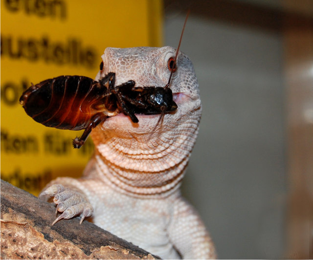 Steppenwaranweibchen Matilda mit ihrem Lieblingssnack