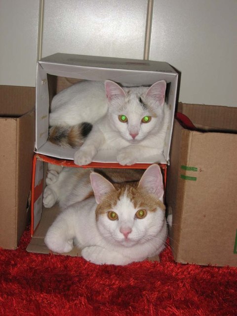 Fritzi und Mitzi - Home Sweet Home