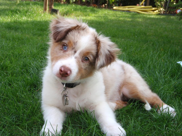 Thora