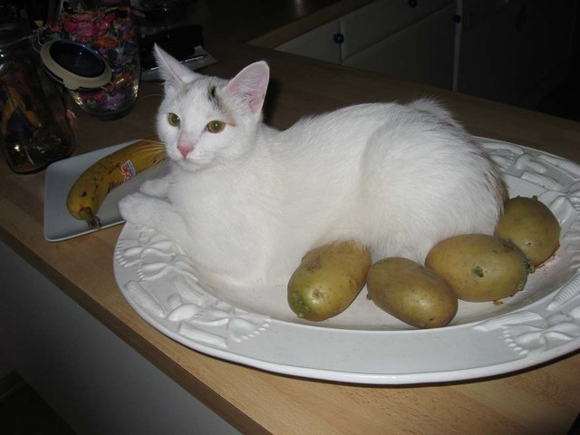 Mitzi als Gemüse