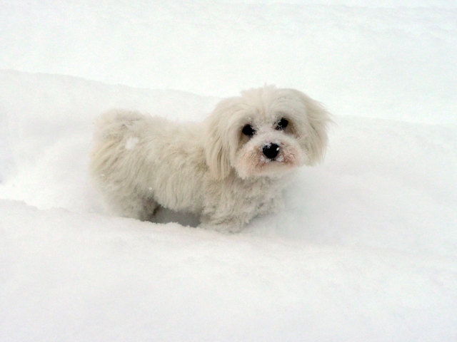 Kiwi, die kleine Havaneserhündin liebt den Schnee!