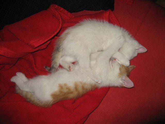 Fritzi und Mitzi haben sich lieb