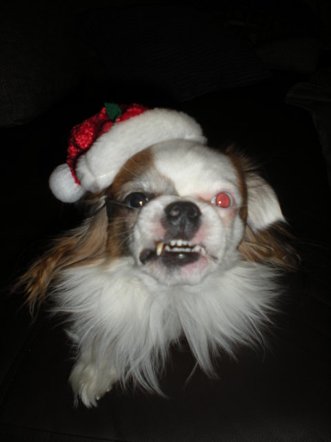 In welchen Sack ist mein Puppi!!!