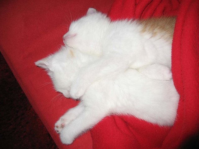 Fritzi und Mitzi