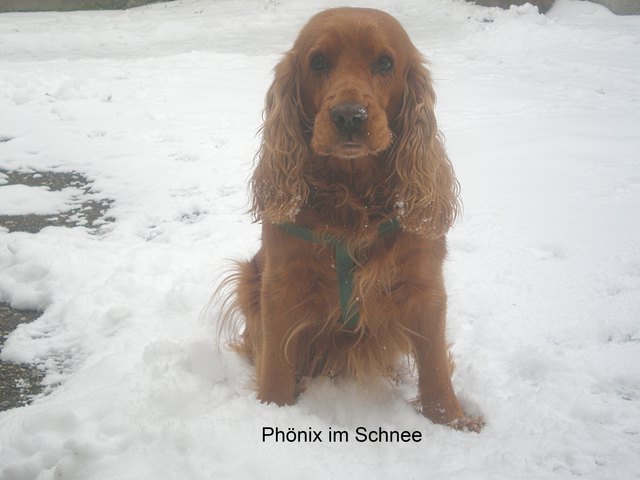 Ich hab den Schnee zum fressen gern