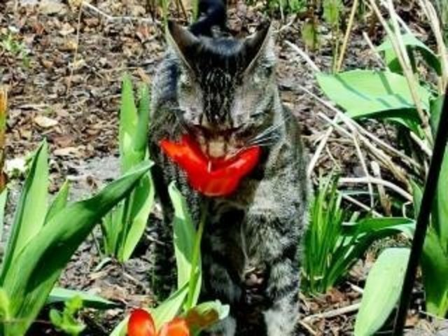 Pezzy im Vorfrühlingsgefühlsrausch