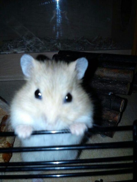 Sweet Amy