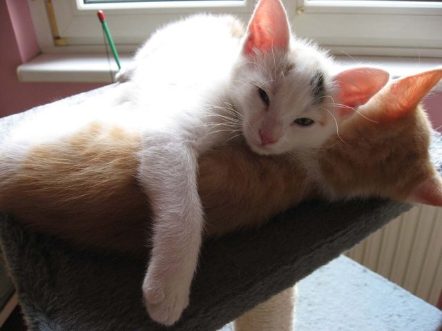 Fritzi und Mitzi haben sich lieb