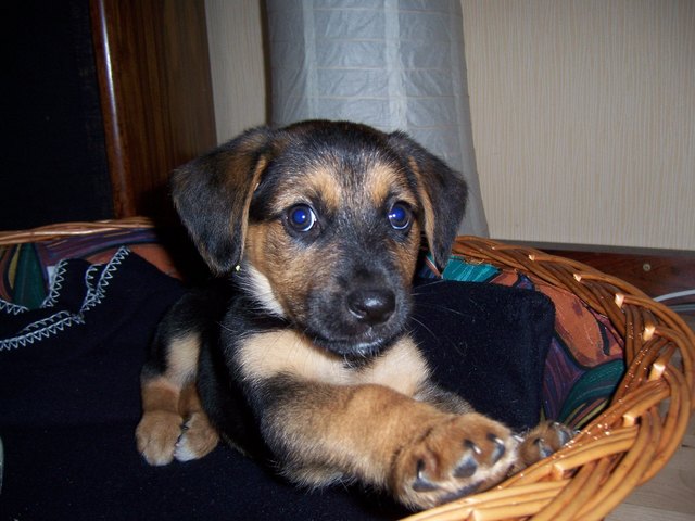 Hallo! Ich bin Sammy! Bin ich nicht süß?!