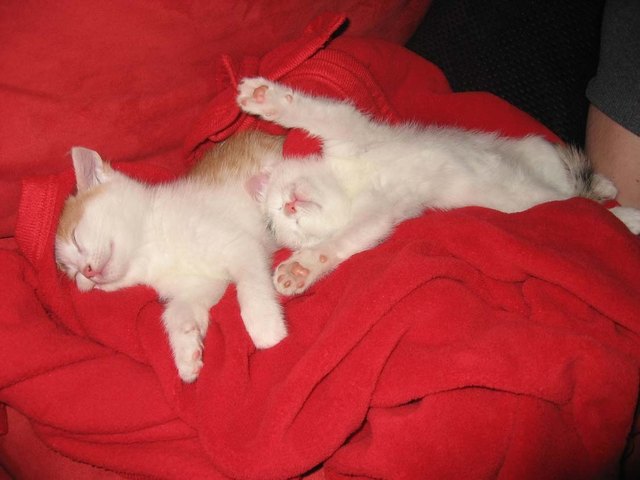 Fritzi und Mitzi