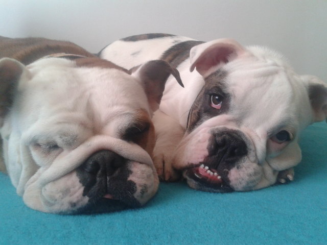 Pebbles und Kurt