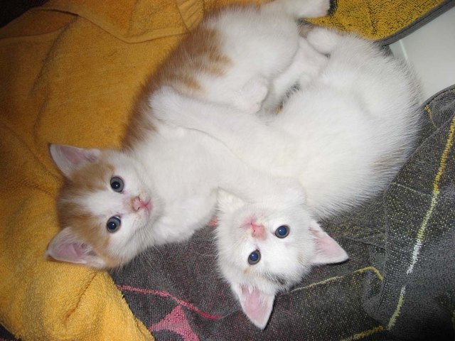 Fritzi und Mitzi