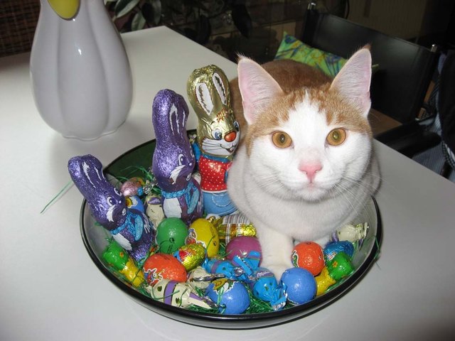 Fritzi der Osterhase