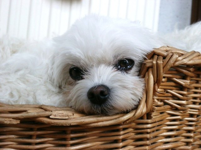 unswere Daisy im Korb