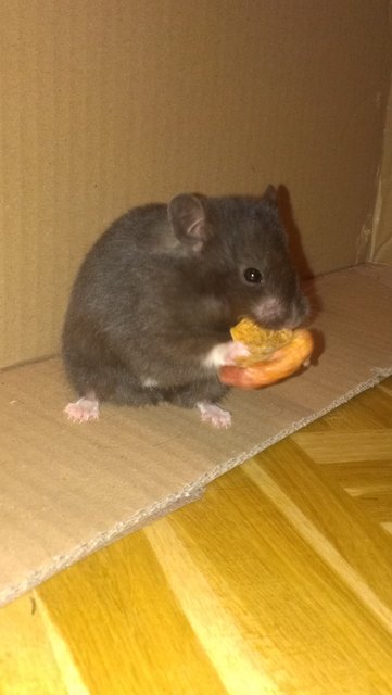 Unser süßer Hamster