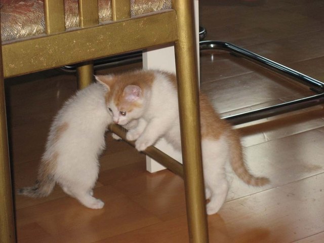 Fritzi und Mitzi beim Turnen