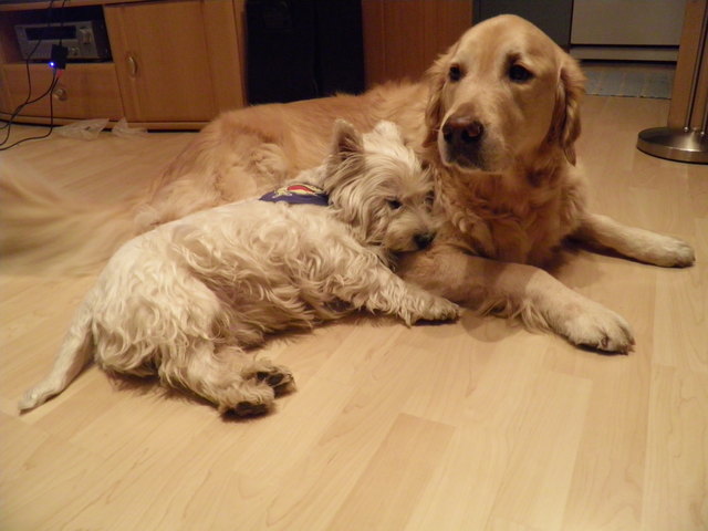 Maxl und Maxi beim kuscheln *gg*