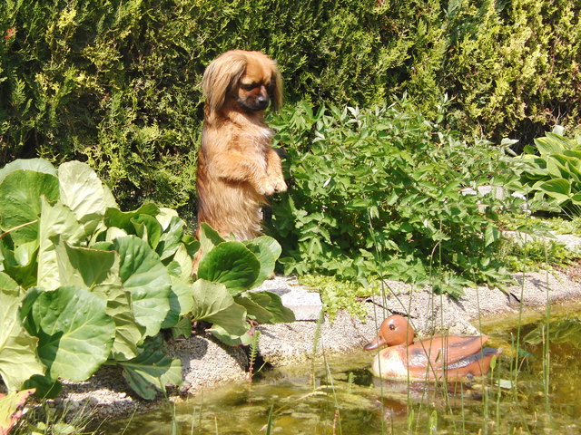 Unsere Wasserratte "Cookie"