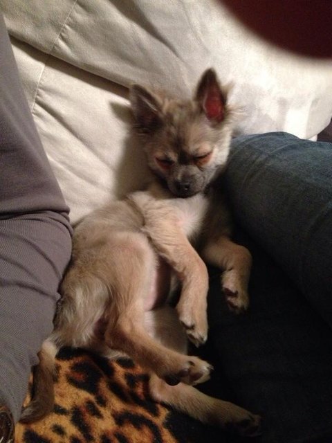 Süsse Nala