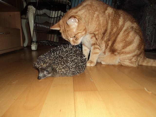 Unser Tiger miet igel