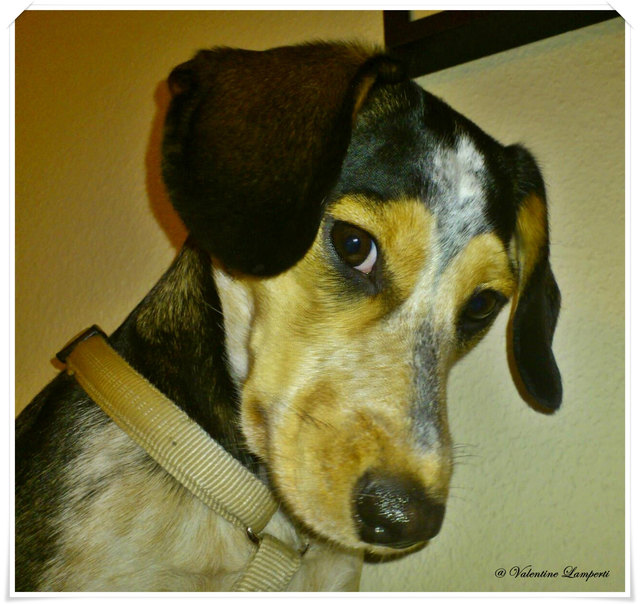 "Darf ich mich vorstellen, mein Name ist Nala..." ICH bin ganz lieb !
