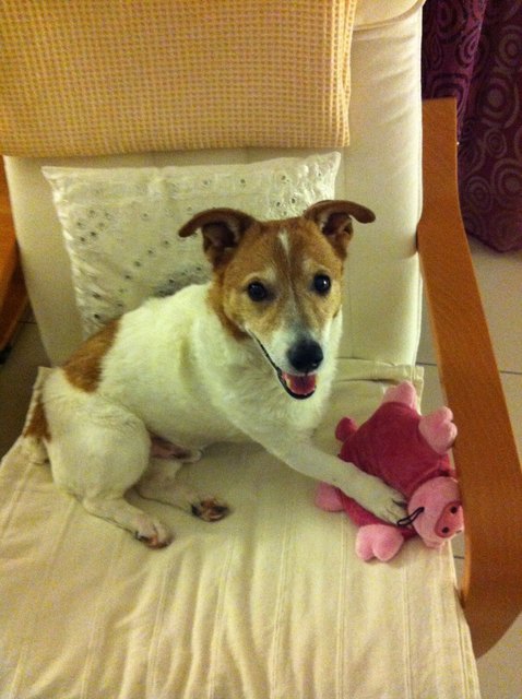 Milo und sein "Piggy"