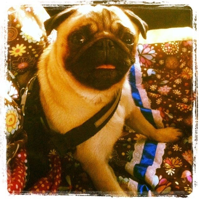 Supermops Jule